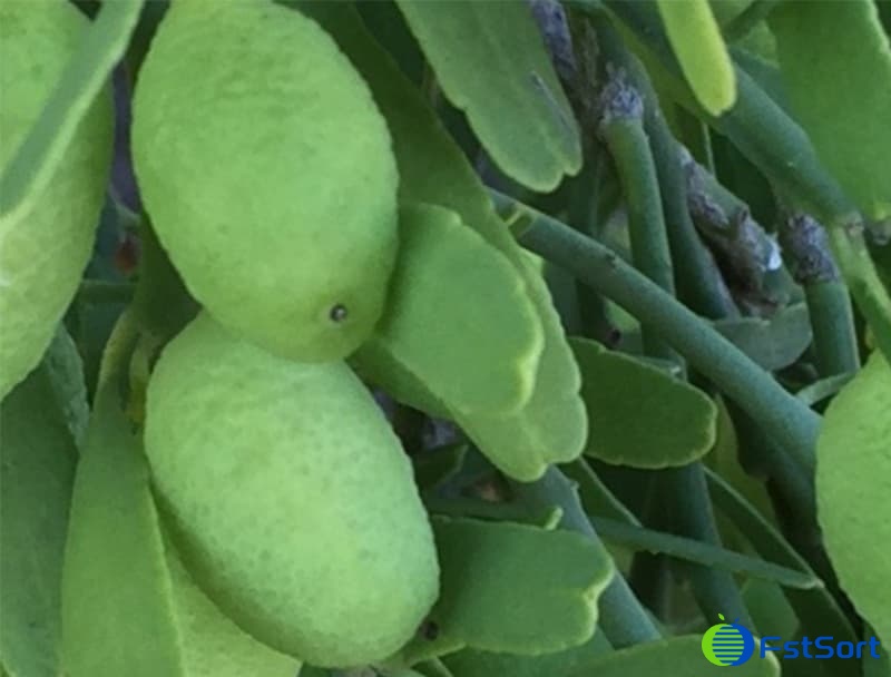 Desert Lime.jpg Desert Lime.jpg